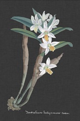 Orchid on Slate I
