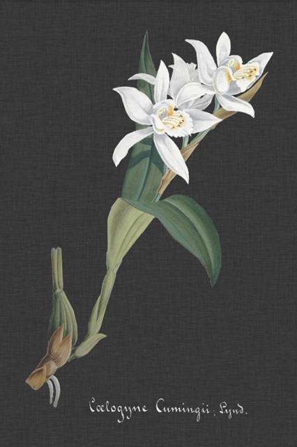 Orchid on Slate III