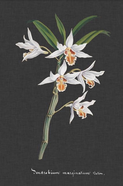 Orchid on Slate IV