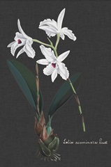 Orchid on Slate V