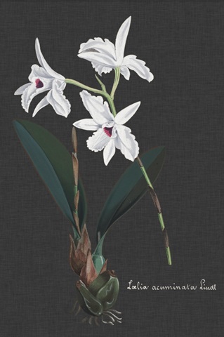 Orchid on Slate V
