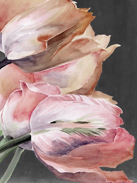 Pastel Parrot Tulips IV