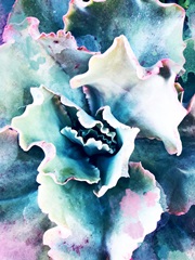 Pastel Succulent Beauty I