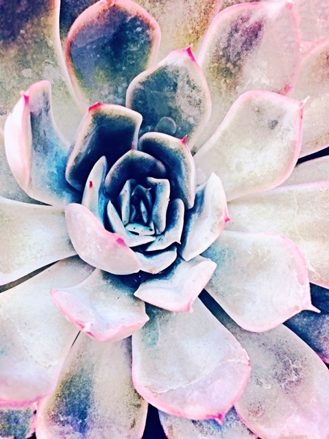 Pastel Succulent Beauty II