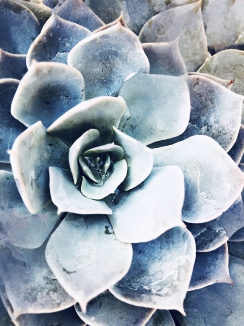 Pastel Succulent Beauty III