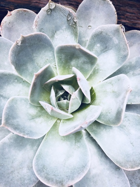 Pastel Succulent Beauty IV