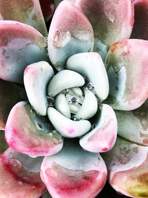 Pastel Succulent Beauty V