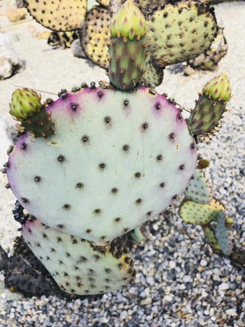 Pink Green Cactus I