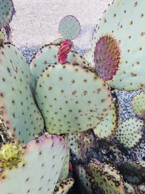 Pink Green Cactus II