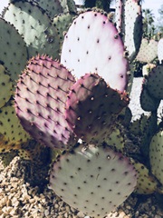 Pink Green Cactus III