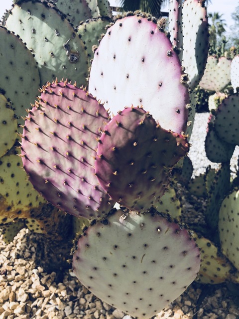 Pink Green Cactus III