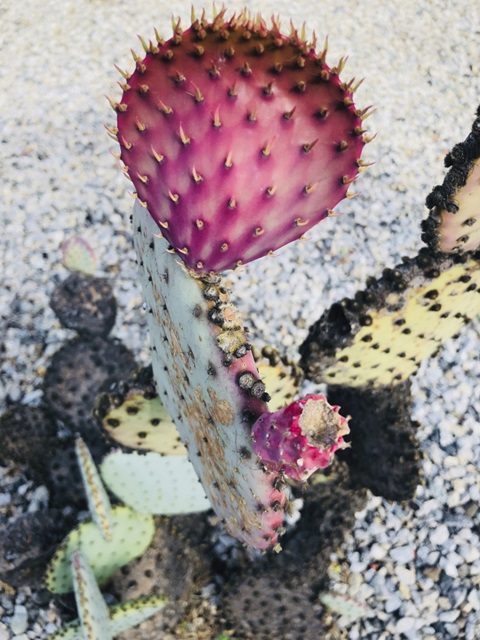 Pink Yellow Cactus I