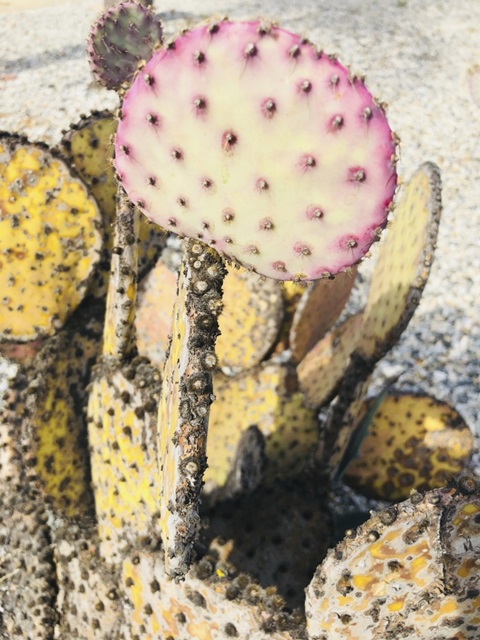 Pink Yellow Cactus II