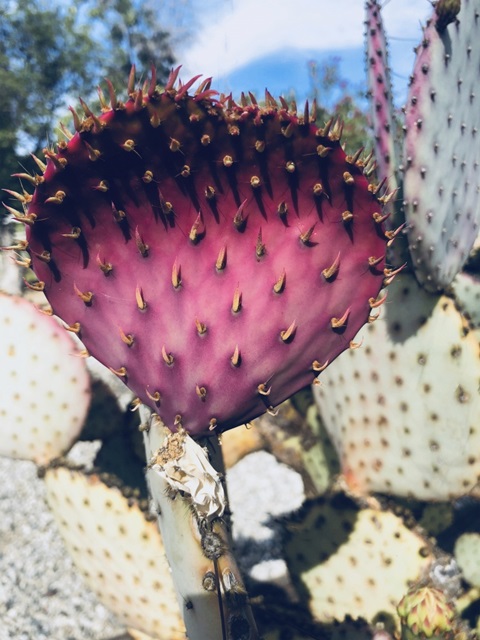 Pink Yellow Cactus III