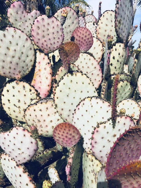 Pink Yellow Cactus IV