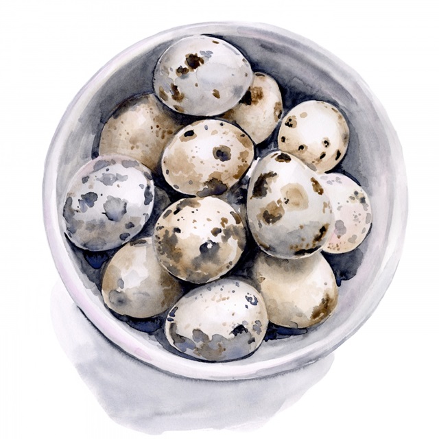 Quail Egg Study II