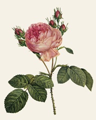 Redoute's Rose I