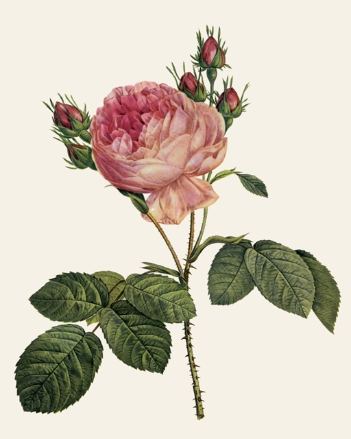 Redoute's Rose I