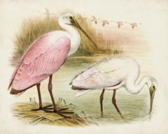 Roseate Spoonbills I