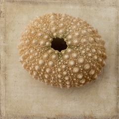 Sepia Shell III