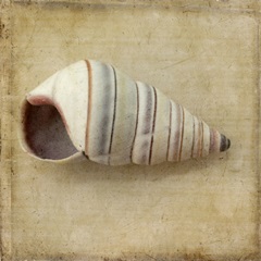 Sepia Shell IV