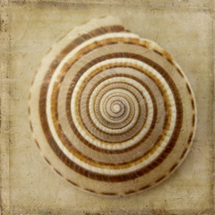 Sepia Shell V