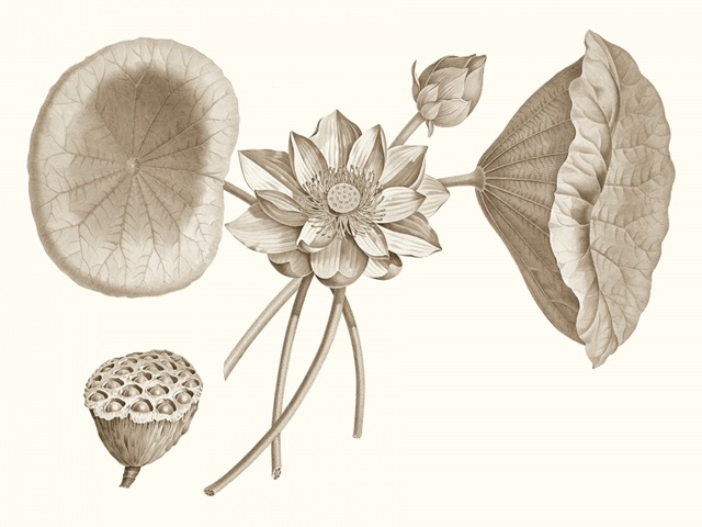 Sepia Water Lily I