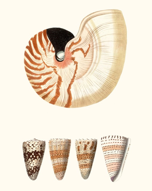 Shell Collection I