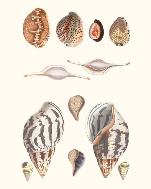 Shell Collection II