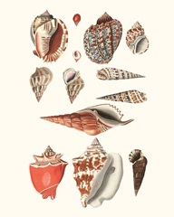 Shell Collection IV