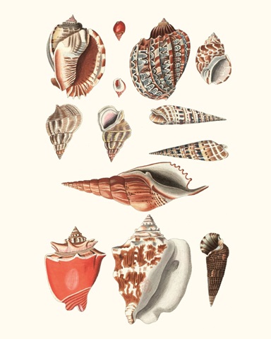 Shell Collection IV