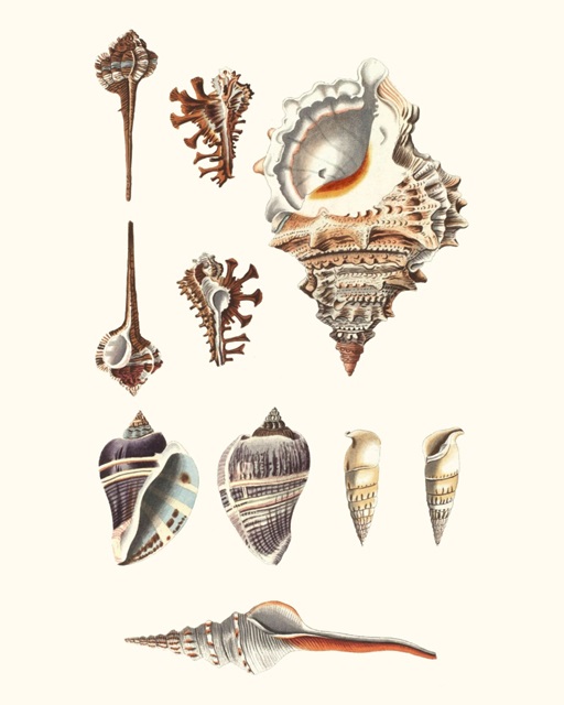 Shell Collection V