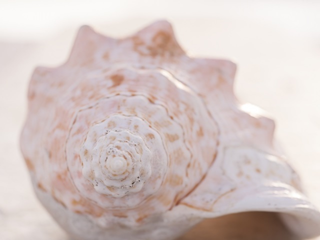 Shell Portrait I