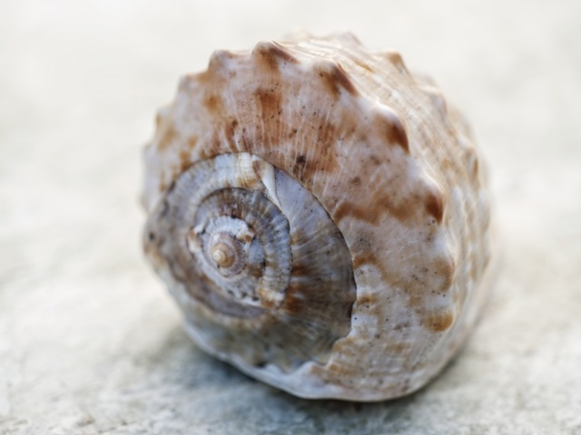 Shell Portrait V