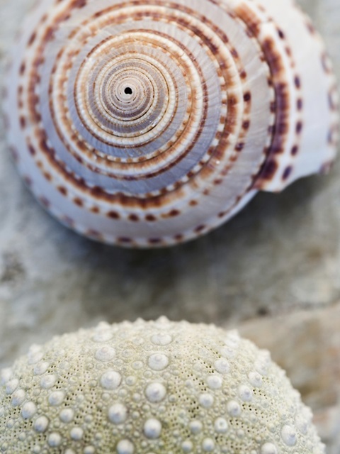 Shell Portrait VIII