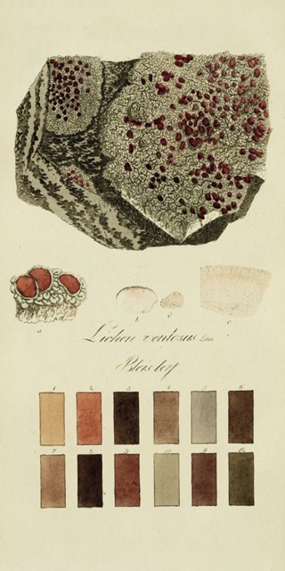 Species of Lichen I