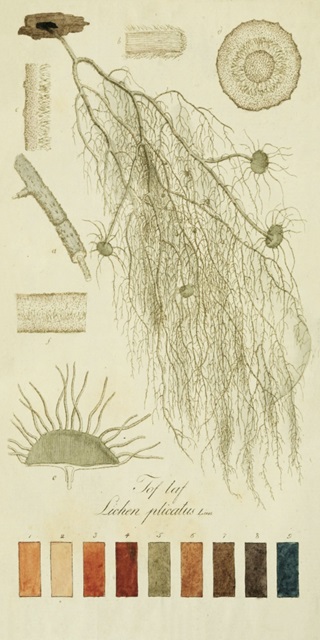 Species of Lichen II