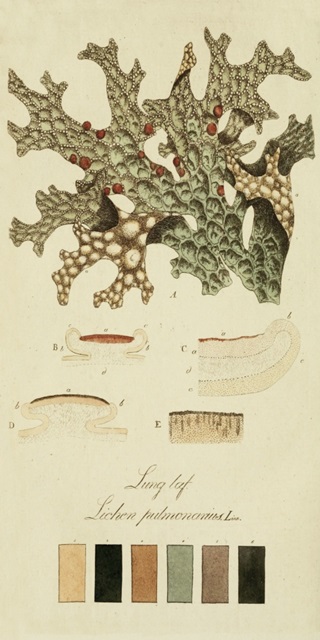 Species of Lichen III