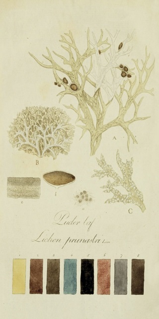 Species of Lichen IV