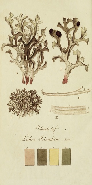Species of Lichen V
