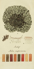 Species of Lichen VI
