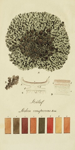 Species of Lichen VI