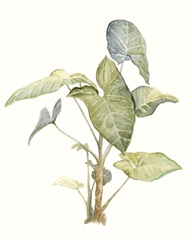 Tropical Watercolor Leaves IV