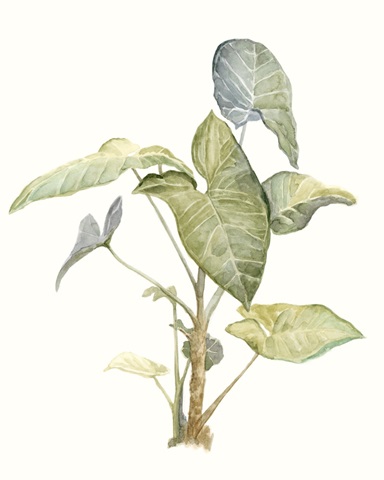 Tropical Watercolor Leaves IV