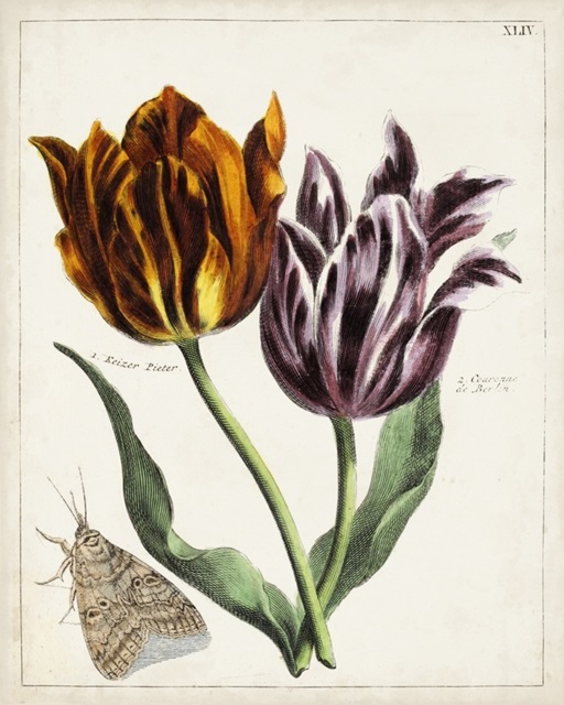 Tulip Classics I