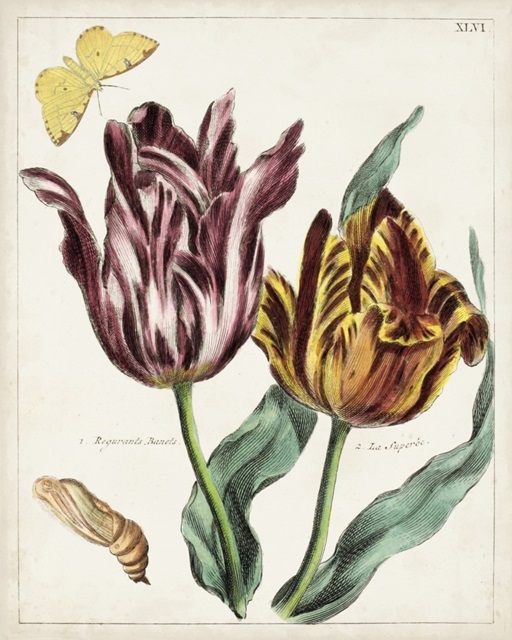 Tulip Classics II
