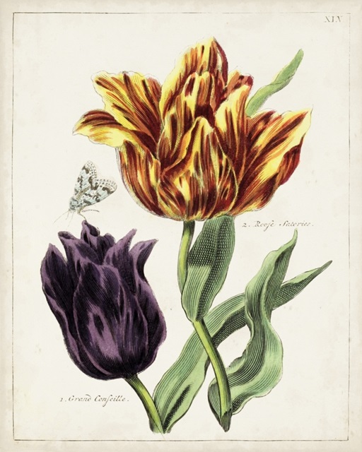 Tulip Classics III