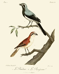 Vintage French Birds II
