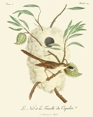 Vintage French Birds VII