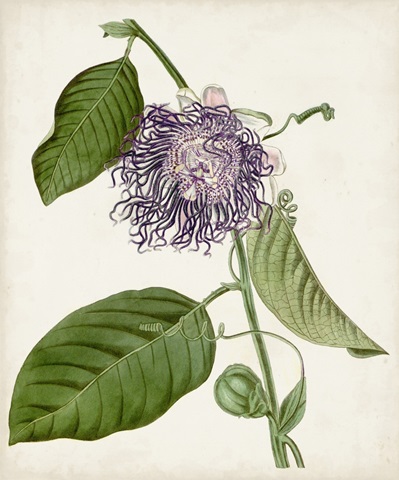 Vintage Passionflower I